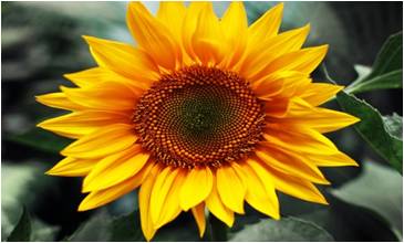 Sunflower Tocopherols